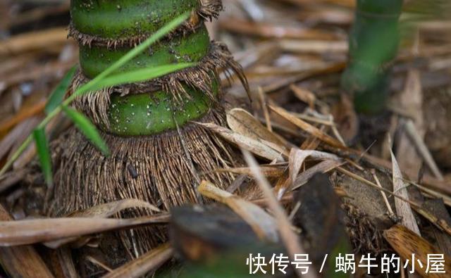 搬家|老话说竹子开花，马上搬家，竹子开花为什么要搬家，确有道理