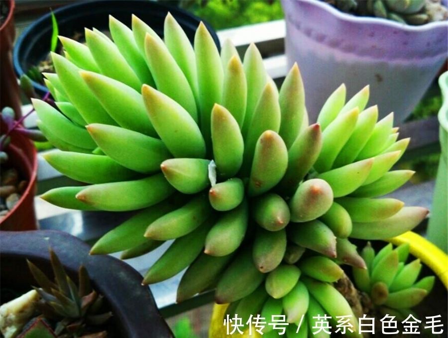 千佛手养护有2怕,难怪叶片干瘪杆子歪,学会了饱满晶莹端正挺拔