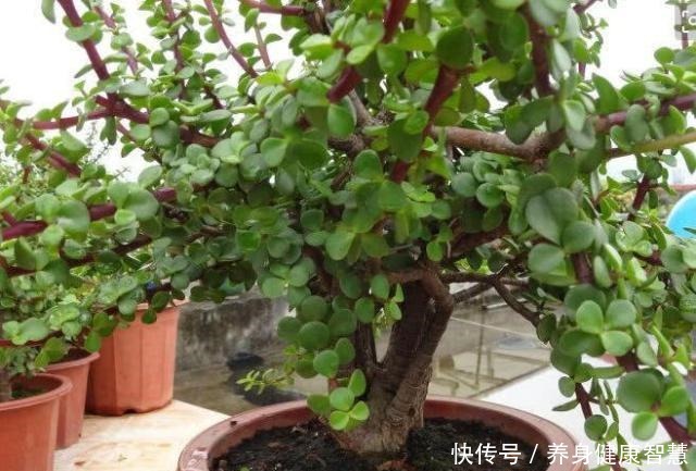 养好金枝玉叶,无非掌握“5要点”,做到位了,枝干粗壮、嫩叶窜!