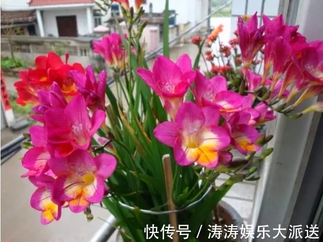 浇灌|2种促进植物开花的“万能肥”,花期前,浇水加一勺,蹭蹭冒花苞