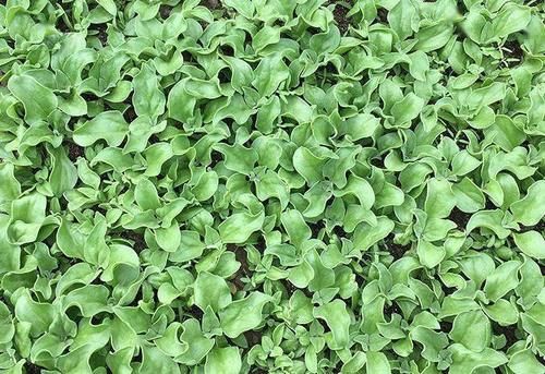  浑身|一斤卖100元！这种浑身挂“冰晶”的“贵族蔬菜”，你见过吗？