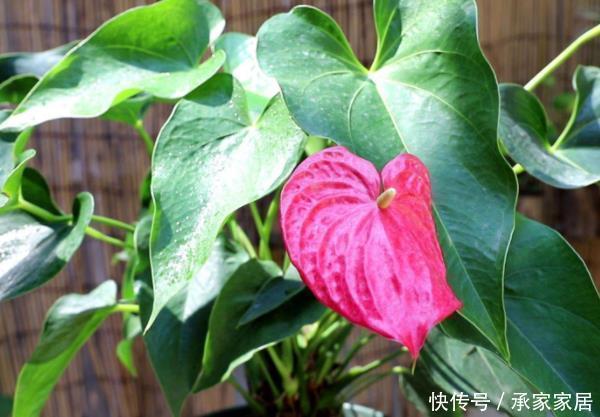 养护|4种花养在房间，能减少“病菌”，空气清新少生病还特别好养护