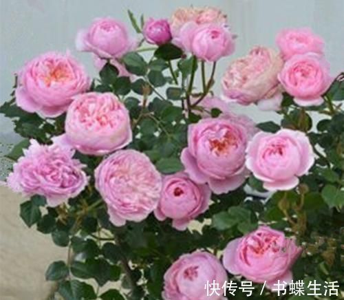 层叠群花|给月季喂点大补肥,15天冒出一圈笋芽,开出层叠群花!