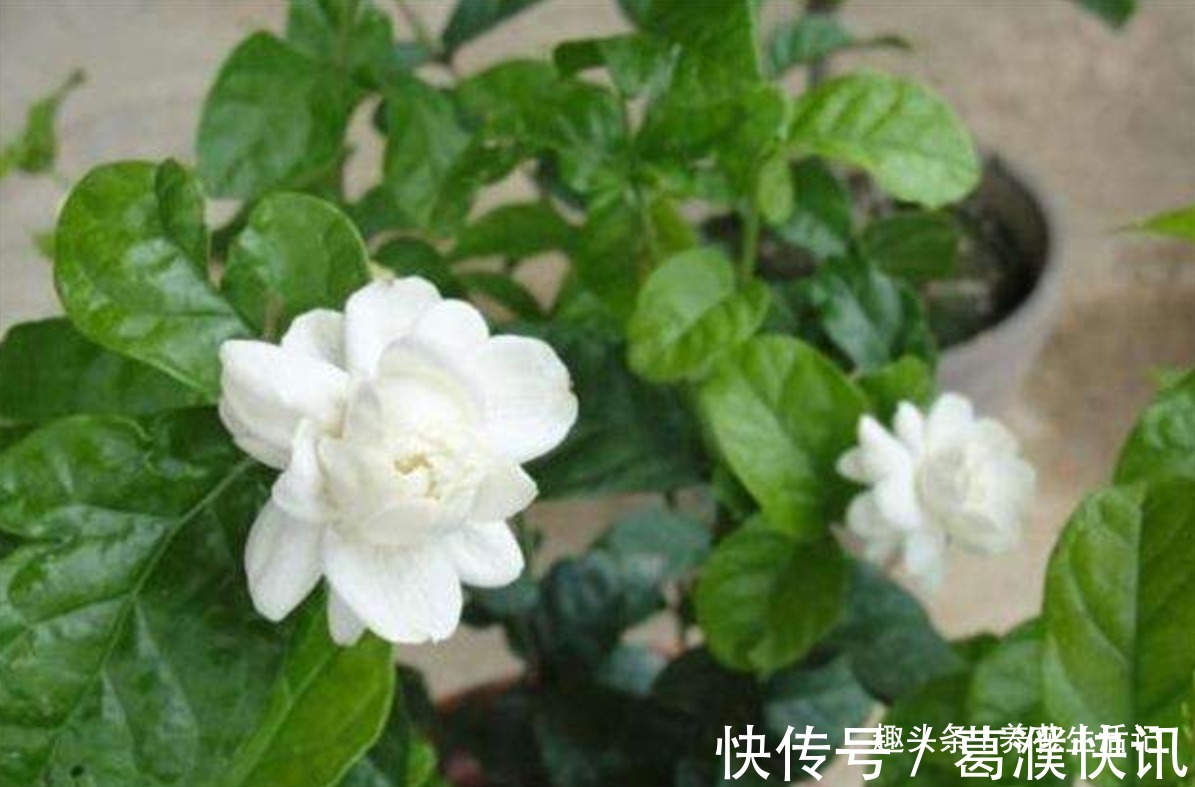 茉莉花怎么养学会“3个”方法，枝条健壮叶子绿，花朵洁白繁多