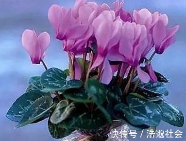 大岩桐|这“3种花”,叶片可不能沾水,很多人还不信,结果1盆都没养活!