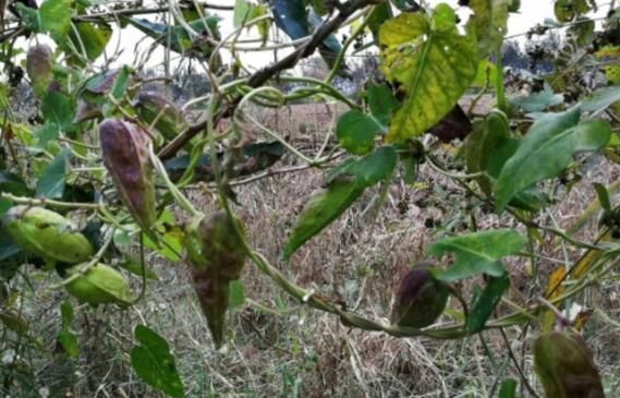 药用价值|在农村这种果实很常见，经常摘回家喂牲畜，不知道还有药用价值