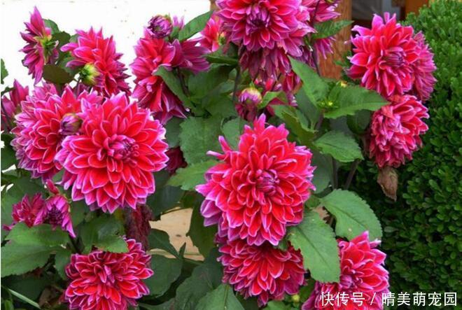 养花|这几款小花容易爆盆，花开一茬接一茬，美艳绝伦，惊艳如花球