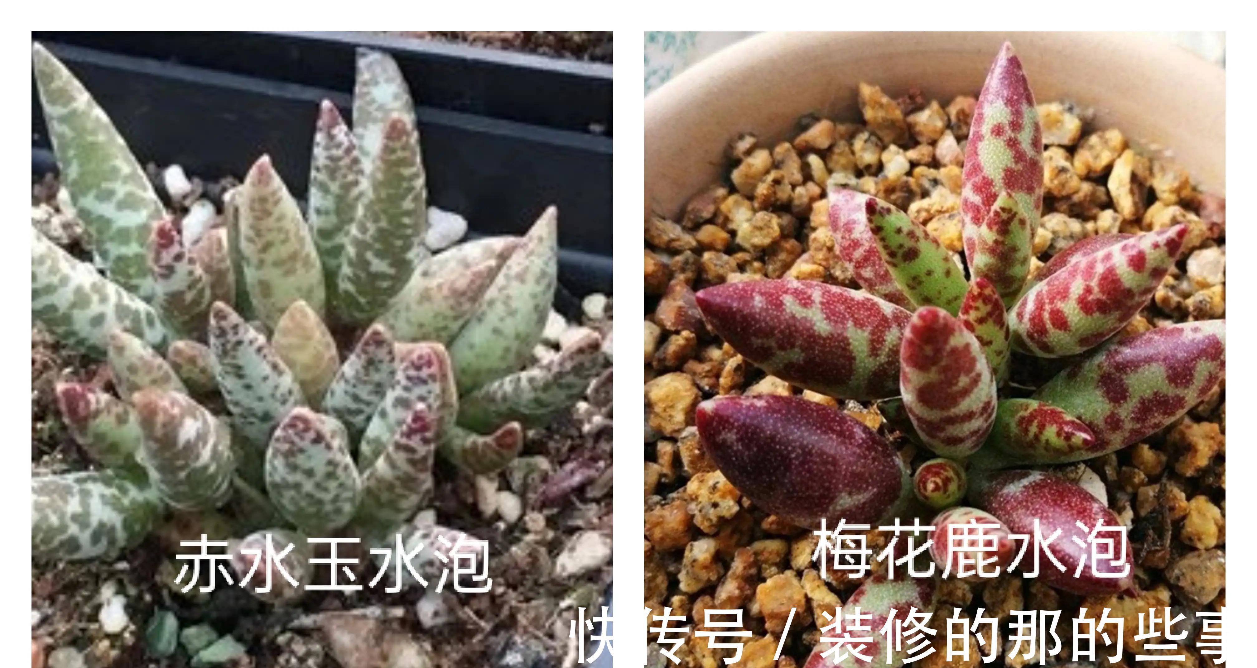 多肉植物|多肉水泡系列悄然走红,斑纹醒目的梅花鹿水泡成热门