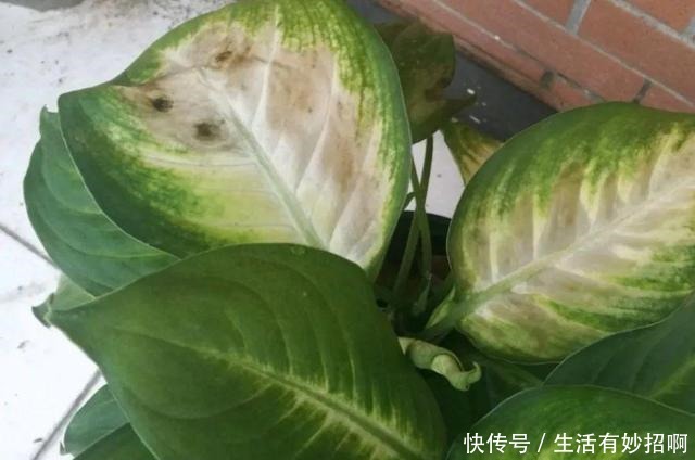 10种花,春天不能晒,躲屋里最安全!10种花,春天不能晒,躲屋里最安全!