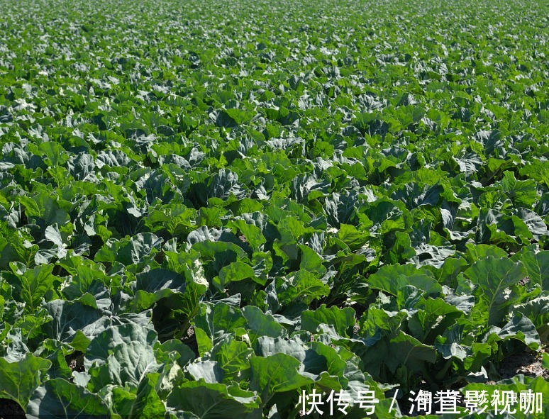 追肥|花椰菜鲜美细嫩,营养丰富,重视田间管理方法,种出优质花椰菜来