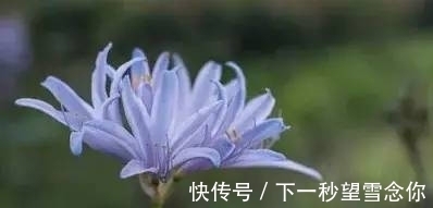 从12月17日开始 运势不错 会吉星高照 顺顺利利的三大星座 全网搜 从12月17日开始 运势不错 会吉星高照 顺顺利利的三大星座 全网搜