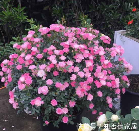 此花号称“开花劳模”,分枝多开花旺,一次能开30朵,是盆栽佳品