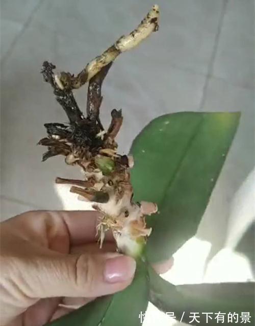 蝴蝶兰就剩一个不干巴的根了还能活不,要怎么修剪,怎么养护