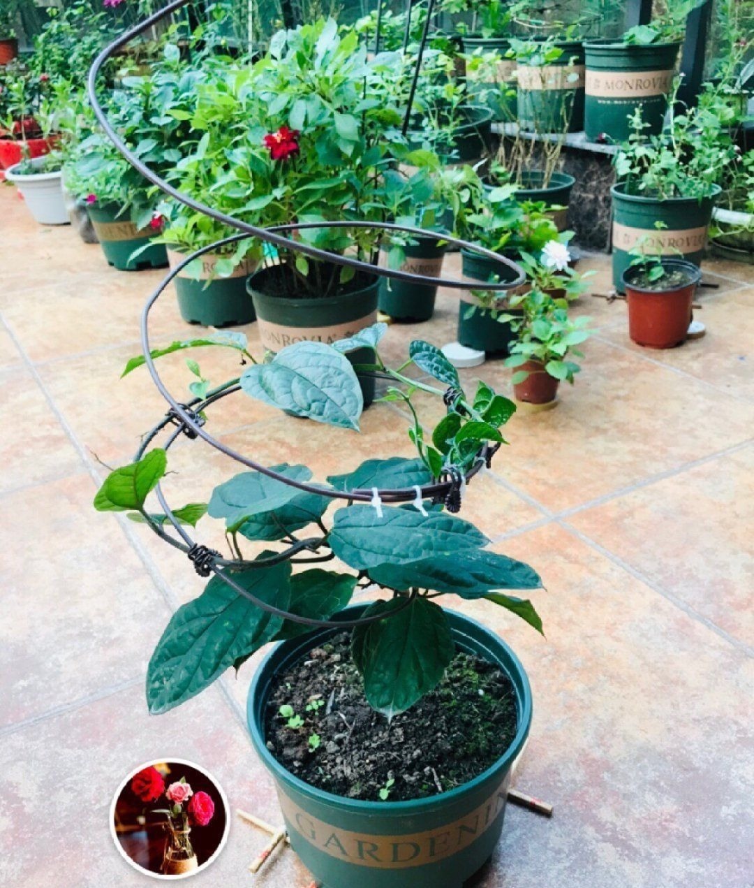 塑料瓶|旧筷子、老干妈瓶别扔,拿来养花效果好,省下一笔养花钱