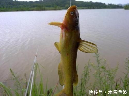 豆腐饵|豆腐钓鱼堪称一绝,尤其是钓黄颡鱼,爱钓鱼的你别错过