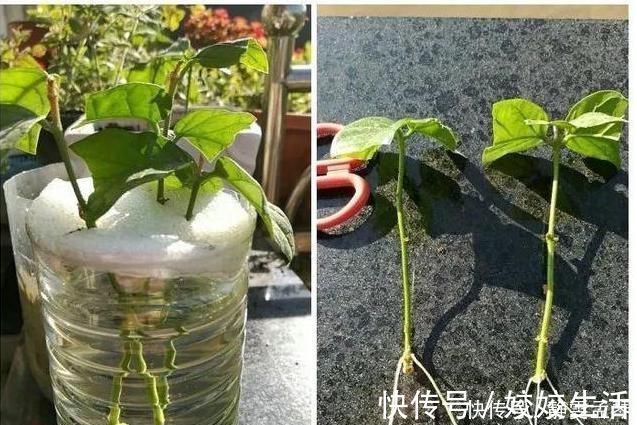 浇水|养茉莉花，掌握这5个“小窍门”，一年能开四岔花，简直是“开花机器”