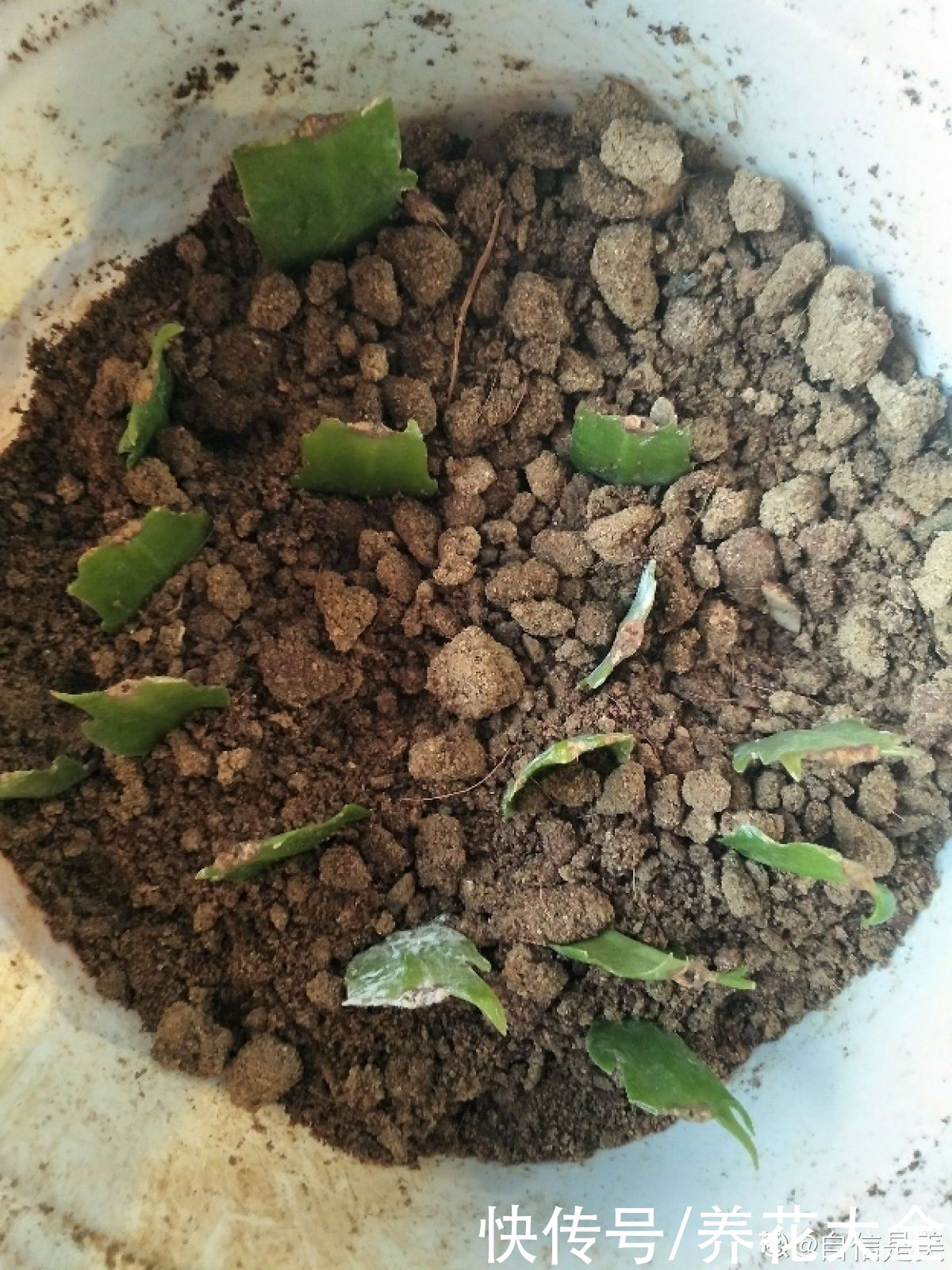 狗牙根|秋天扦插5种花，呼呼冒出“狗牙根”，明年春天就开花