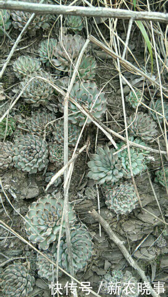 肉肉|当多肉进入了农村，你还相信这是你当宝贝一样的肉肉吗