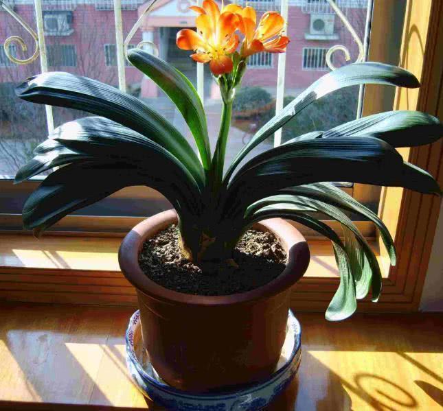 鸡蛋、果皮都不如这种“废渣”,盆里丢一点,君子兰开花三四朵!