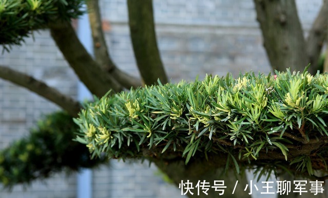 庭院无树，无福无禄？有院子就种15种树，随便选一种，吉祥又好看