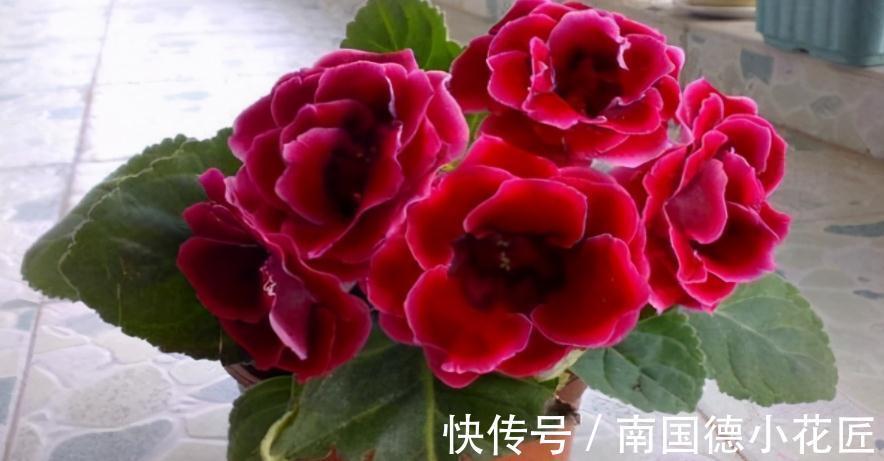 浇水|想要在家养花,想要大富大贵,不如就盆栽它,好活、寓意美