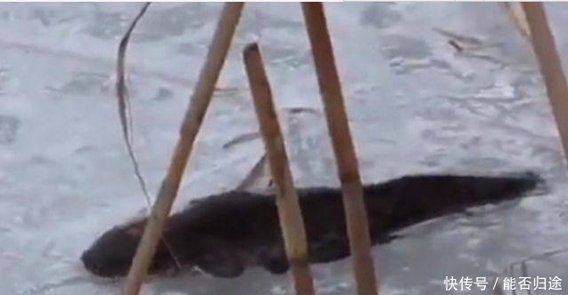 农民不畏寒冷,趴在厚厚的冰面上10小时,为了能吃得上鱼肉!