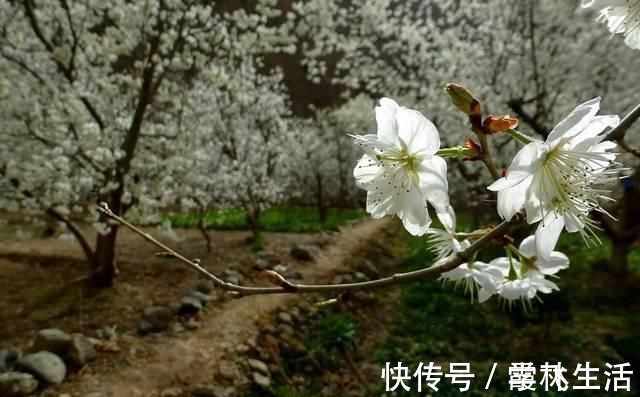 七言绝句|苏轼不多见的七言绝句,而其中感慨人生的悲凉,也是少见