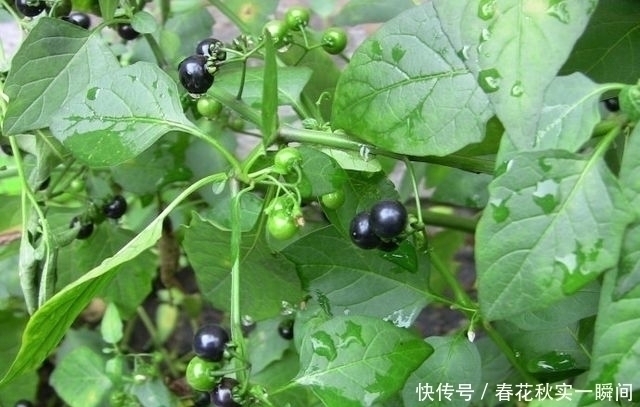 适应能力|1种长在路边的“杂草”,叶可吃、果可吃全身是宝,价值珍贵