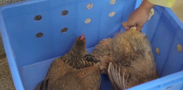  洋楼|到了东山洋楼，你都会有一种“相逢恨晚”的感觉，美食也十分诱人