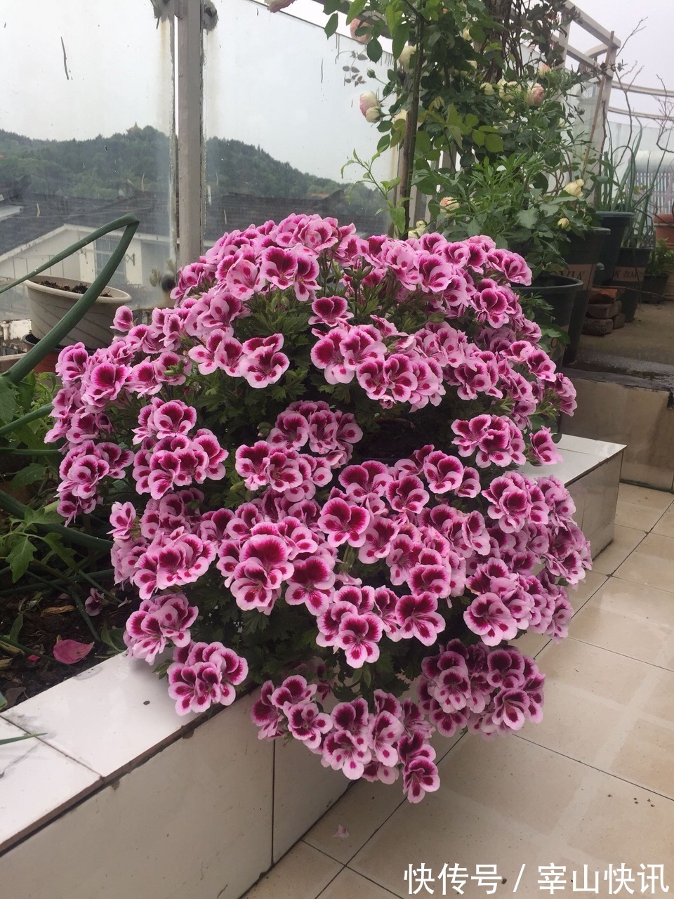 秋天的天竺葵“掐头去尾”,喂点“开花肥”,40天开花一团团