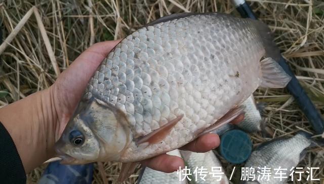 这款钓饵有点“土”，用来钓鲫鱼刚刚好，爱钓鱼的你别错过