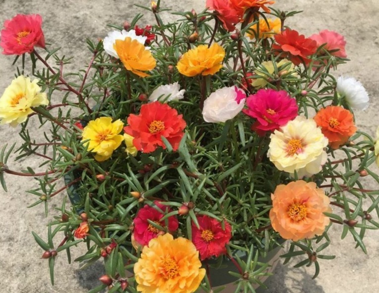 类型|天热养什么植物合适栽种这3款，不用怎么管就能安全度夏