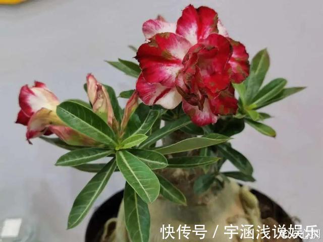 低温|低于5度,6种花一整个冬天不浇水,也能照样活