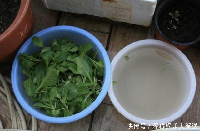 牛奶|家里的3种“肥水”,放着没用,浇在花盆上就是“营养液”,值