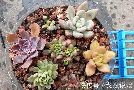 黄豆|用啥水浇花长得快、开花多、虫害少3个妙招,省时省钱又省力