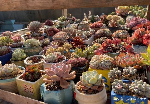 养花人，都想要一个露天大阳台，种满各种多肉，现实很残酷