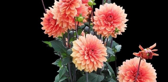 被名字耽误一生的6种花,土里土气,开花却“气度非凡”靓丽入眼