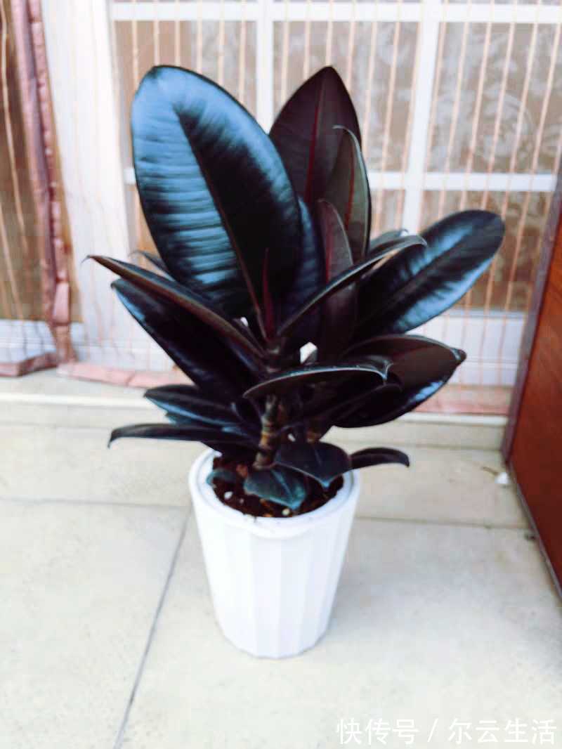 封闭的楼房养花,首选这6种,都是净化小能手,养在家里利于健康