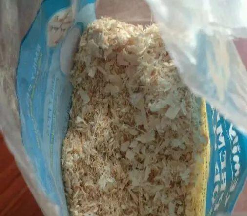 拿它一捂,长寿蟹爪兰嗖嗖冒花苞,多肉呼呼胖三圈