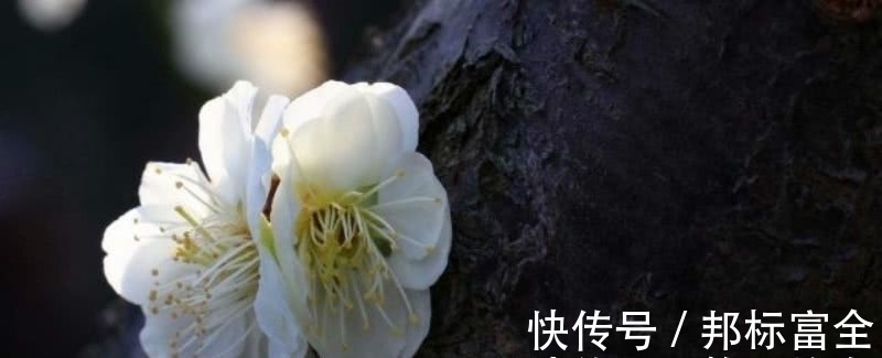 早春@宋朝一位二流的诗人,却写下一流的咏梅诗,通篇充满了诗情画意!