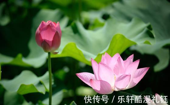 桃花冲天|8月下旬，开门见喜，4属相吉星当头，日子越来越辉煌