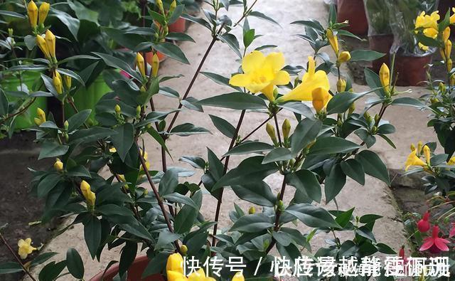 全株|它是“网红花”却全株含毒，商家只宣传它好看漂亮，其实毒性很强