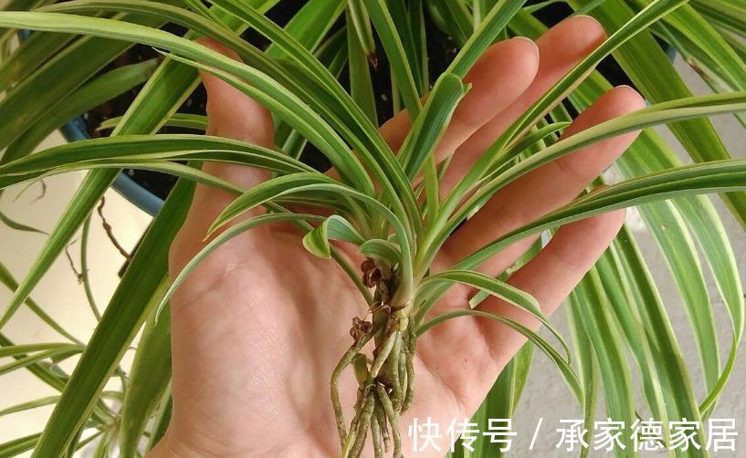 多肉|以这4款植物为例,教你该怎么养根壮根