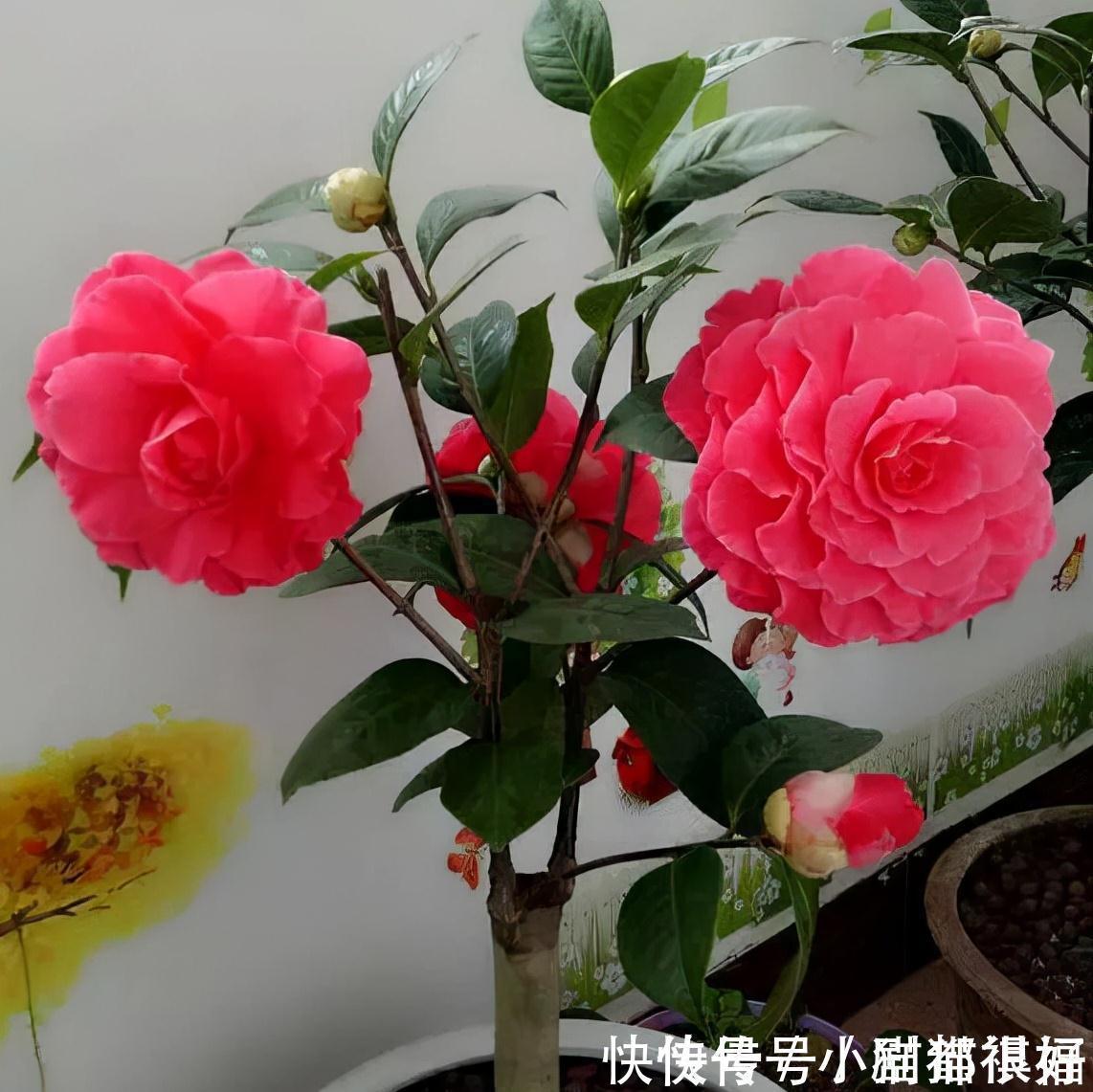 寓意|五种“吉祥花”,建议养一盆,不仅寓意好,还利于健康