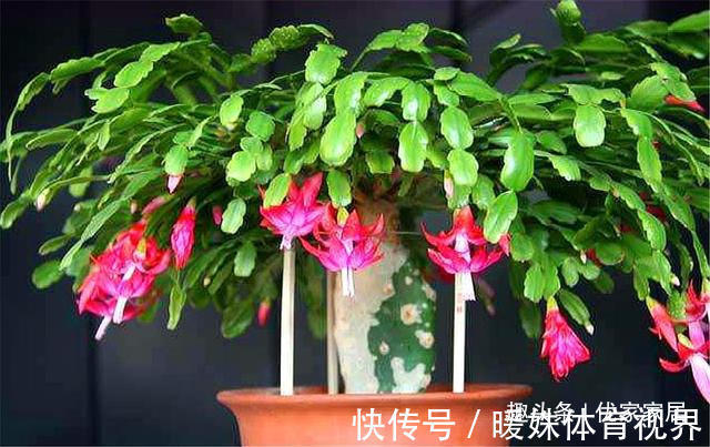 蟹爪兰叶子少不开花怎么办?3个“技巧”,蹭蹭长,开花开爆盆