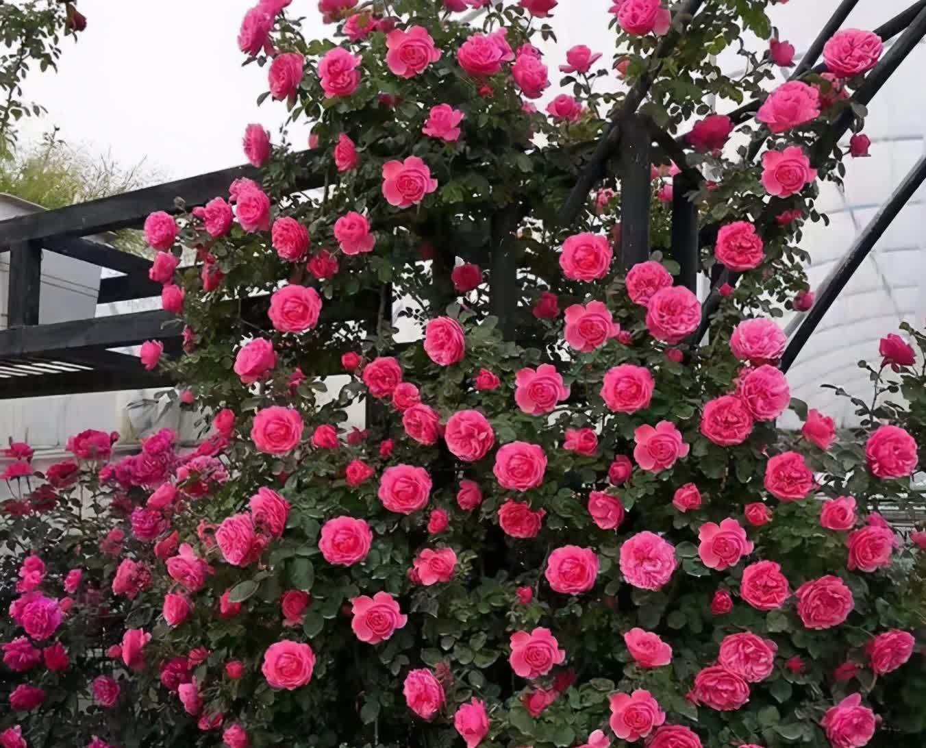 表姐太会生活了！院子里没有一点空地，栽满藤本月季，设计太美了