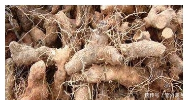 火头根|这种植物被称为“药用黄金”，可清热解毒，延伸品更是畅销海外