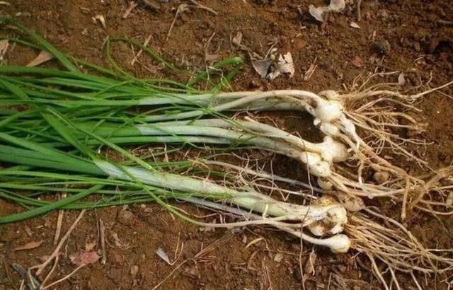 王桢|农村''似蒜非蒜''的野菜,实质上为名贵药材,不要傻傻的拿来吃了