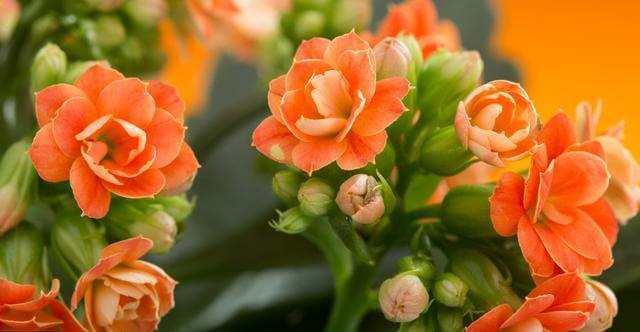 长寿花能够露天养护吗淋雨对长寿花有危害吗