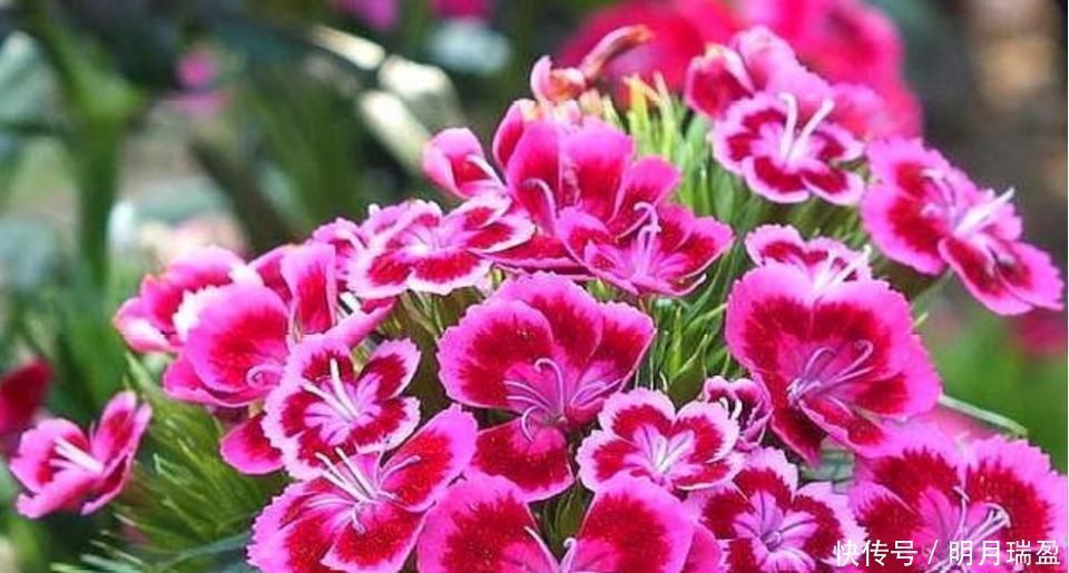 黄萎蔫|3种漂亮花，家里养一盆最合适，一开就是300多天，开花漂亮花期长